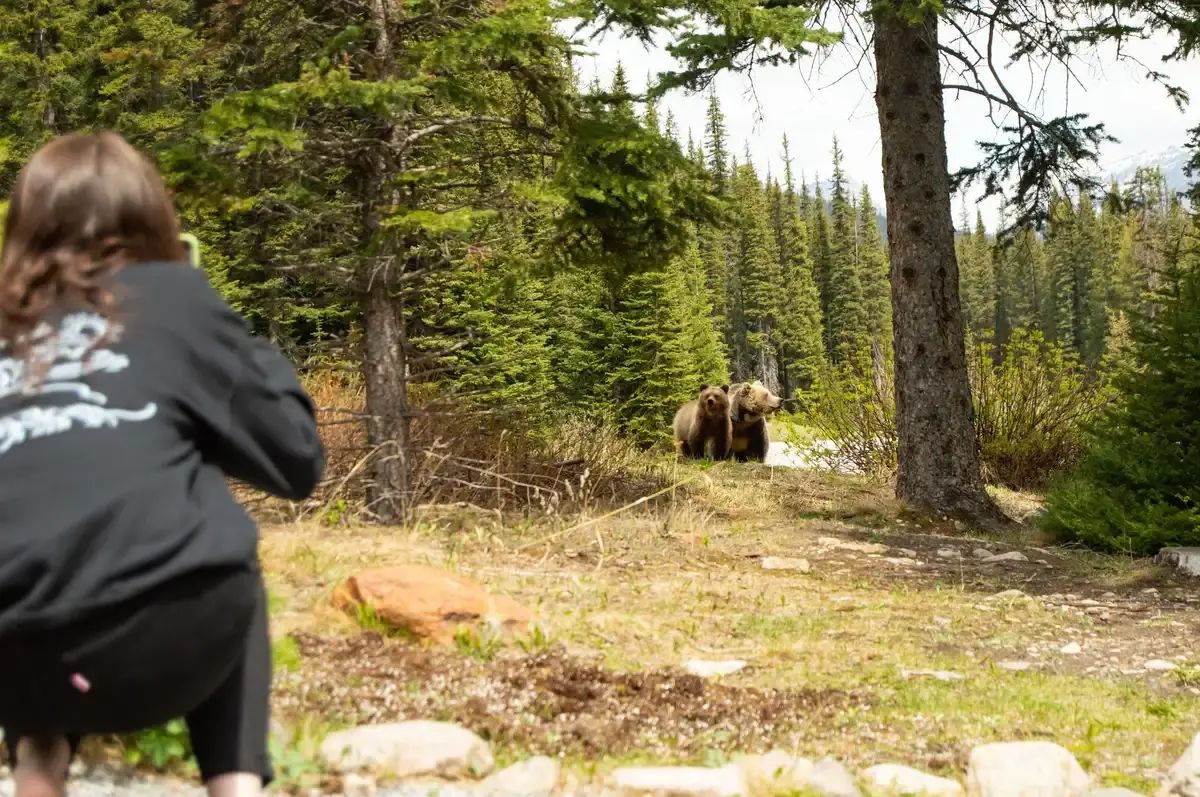 American Tourists Face Huge Fine for Off-Leash Dog in Banff Bear Encounter
