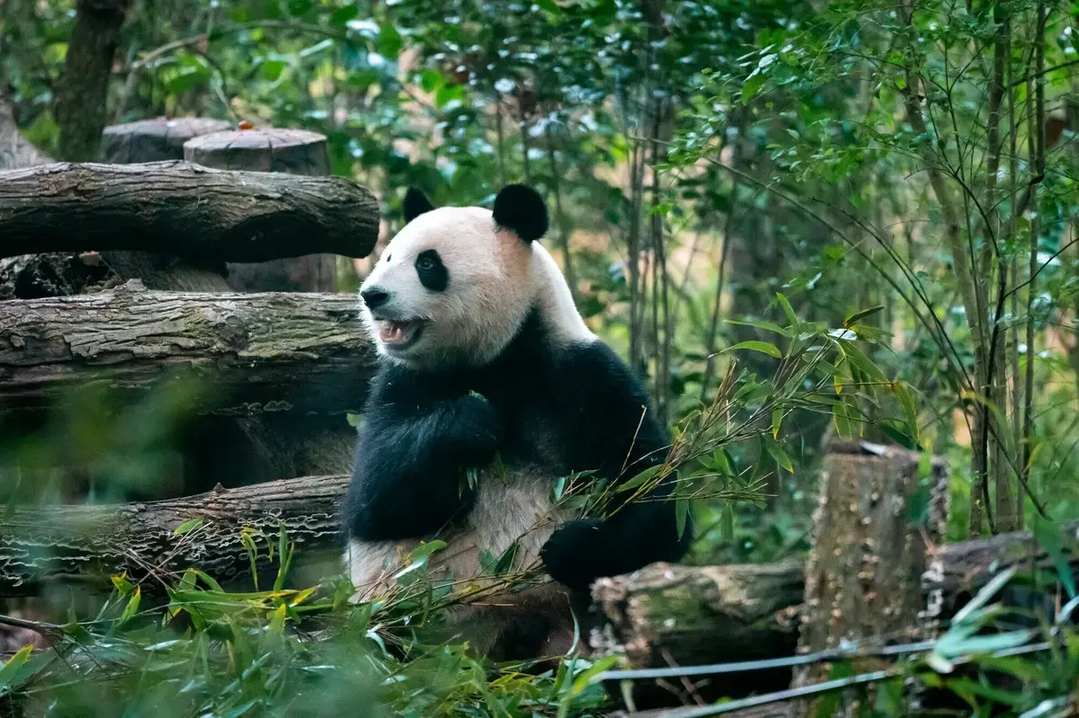 Discovering Chengdu's Hidden Charms