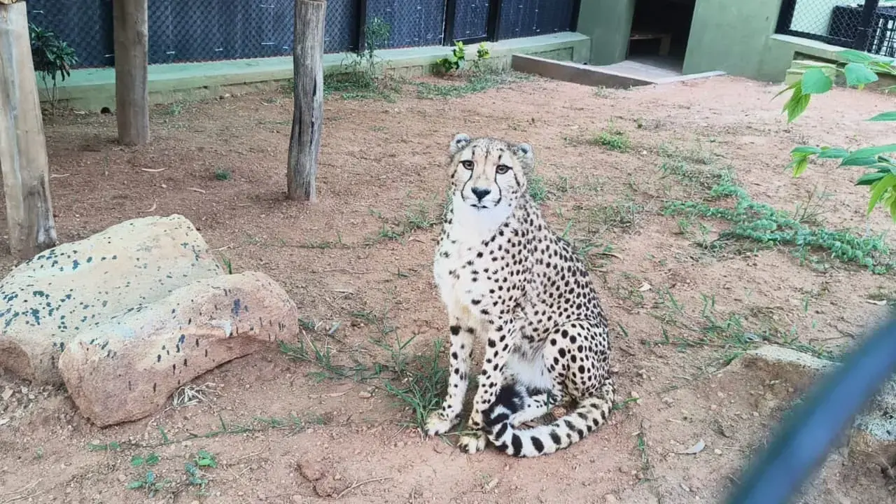 Four South African Cheetahs Arrive at Bengaluru Airport for