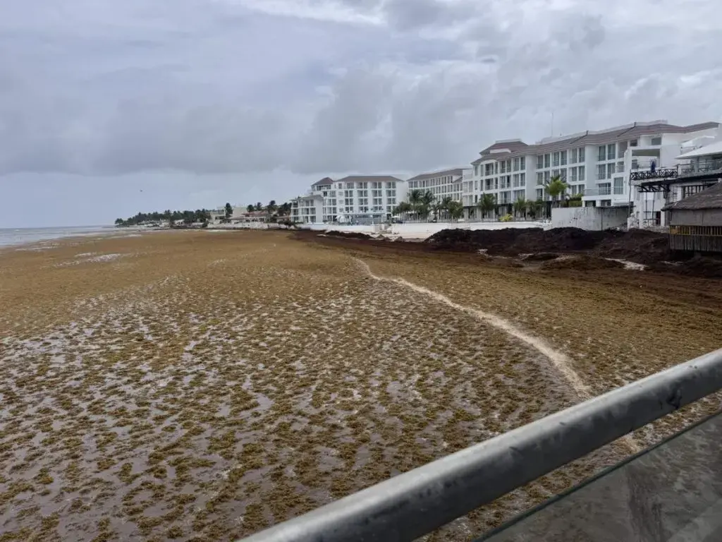 Mexico Allocates $115 Million to Combat Sargassum Influx