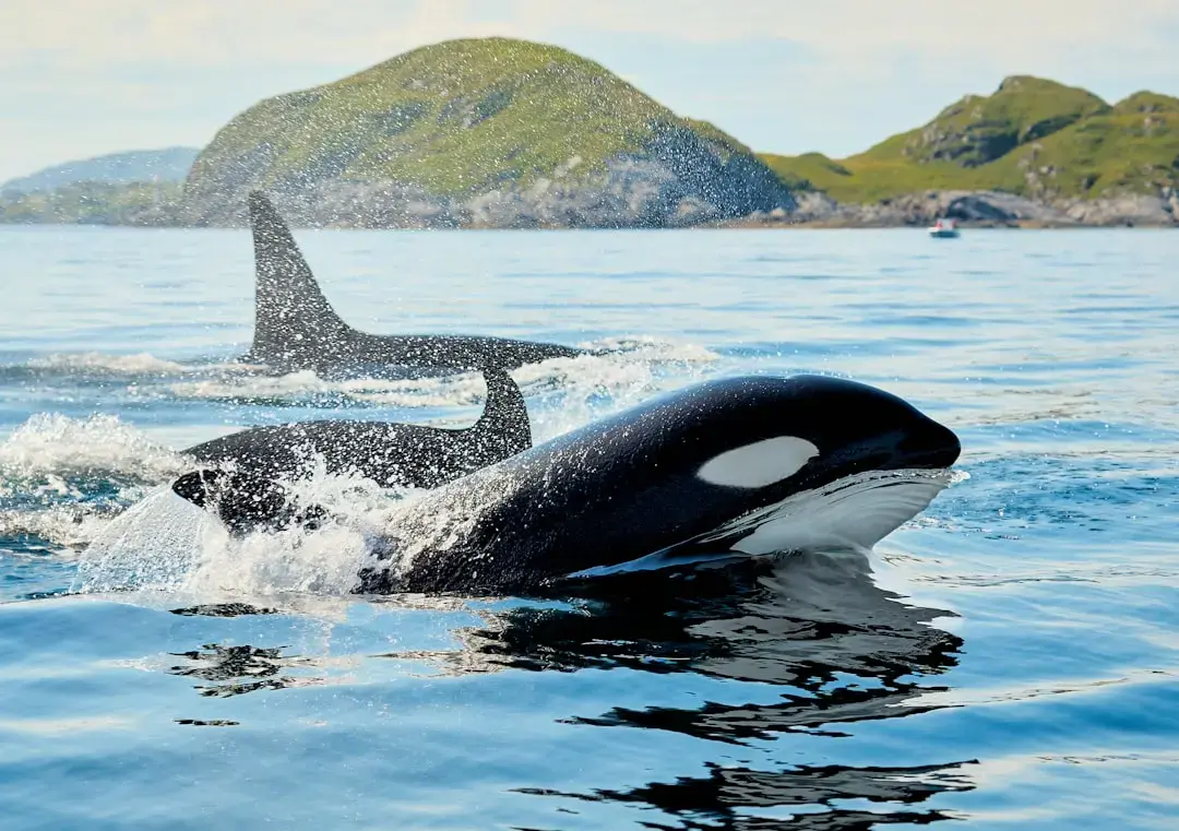 Orca Mural Marks Palmer Station in Antarctica