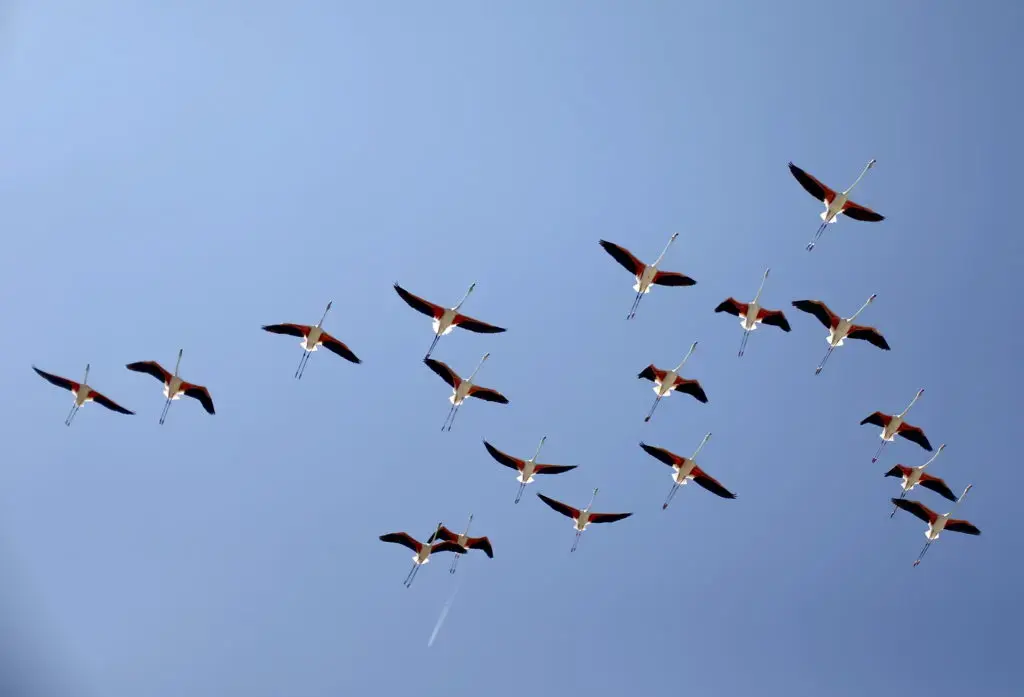 Recovering Wetlands Boost Flamingo Numbers in Venice