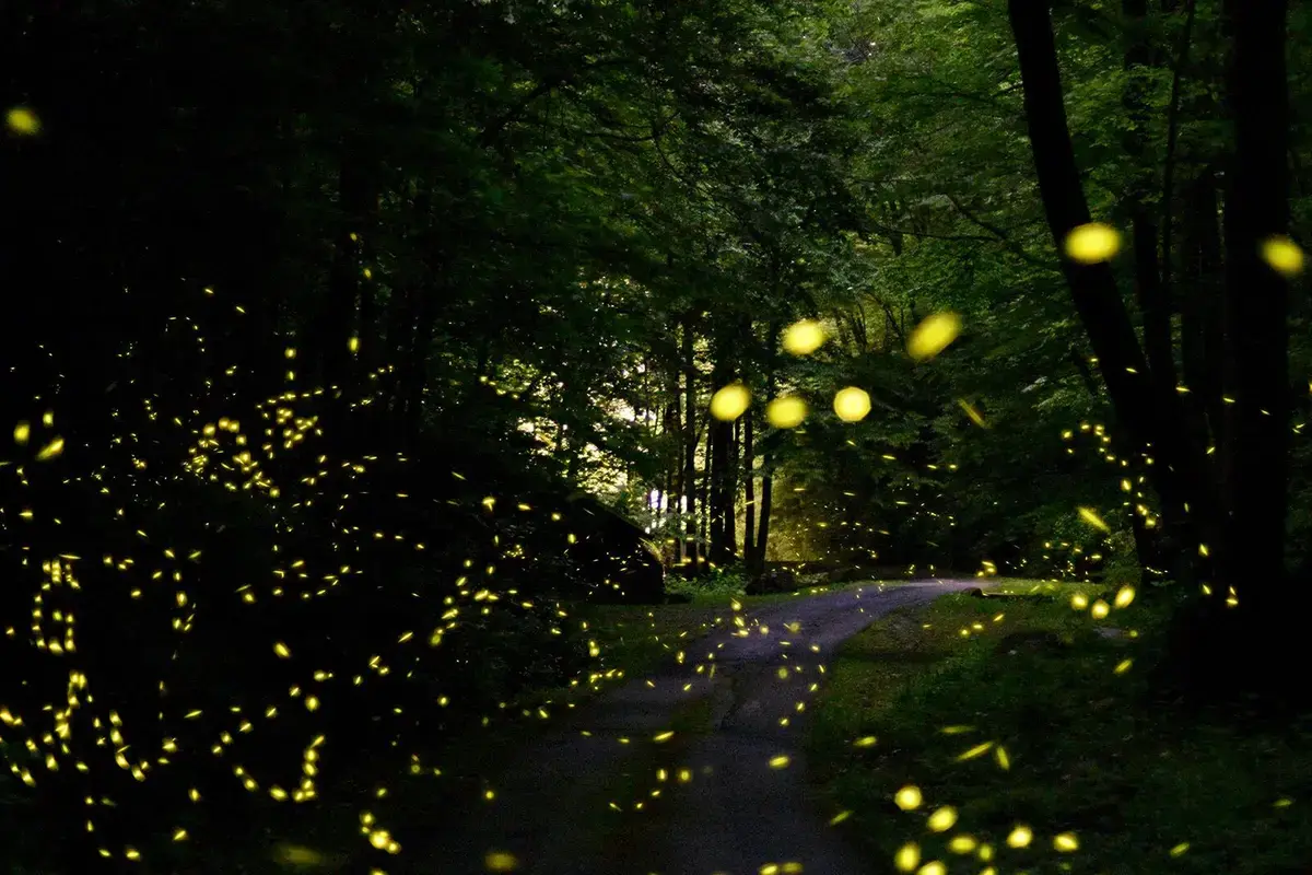 Synchronous Fireflies in the Smokies