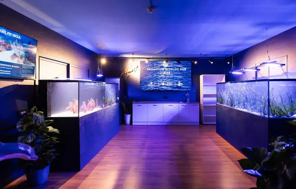 Palladium Hotel Group Expands Marine Conservation to Seagrass Restoration