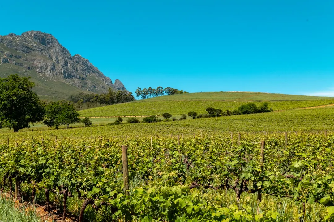 Stellenbosch Offers 32 Unforgettable Experiences for Every Traveler in 2026