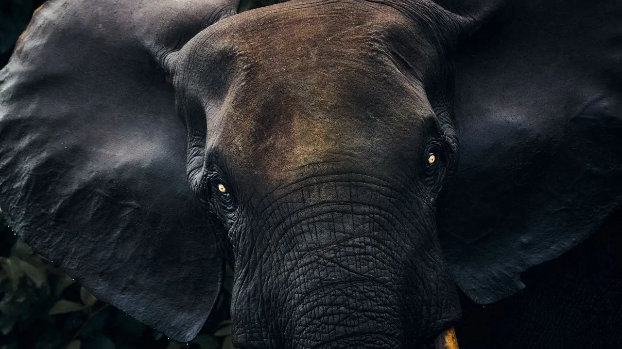 Gabon Emerges as Premier Central African Safari Destination