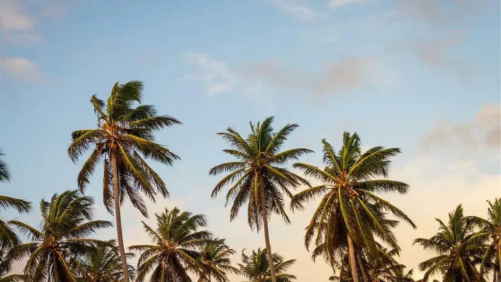 The US Coast That Refused to Let African Culture Die