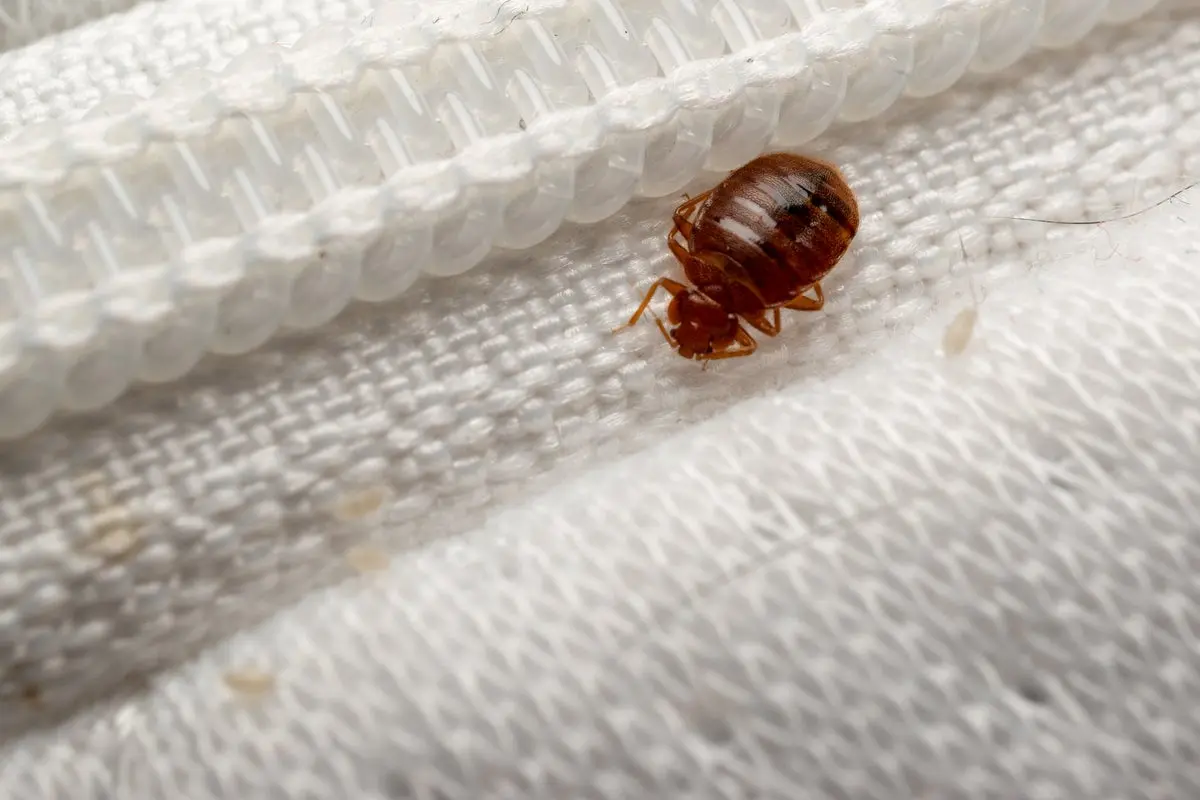 These are the signs you have bedbugs in your hotel room