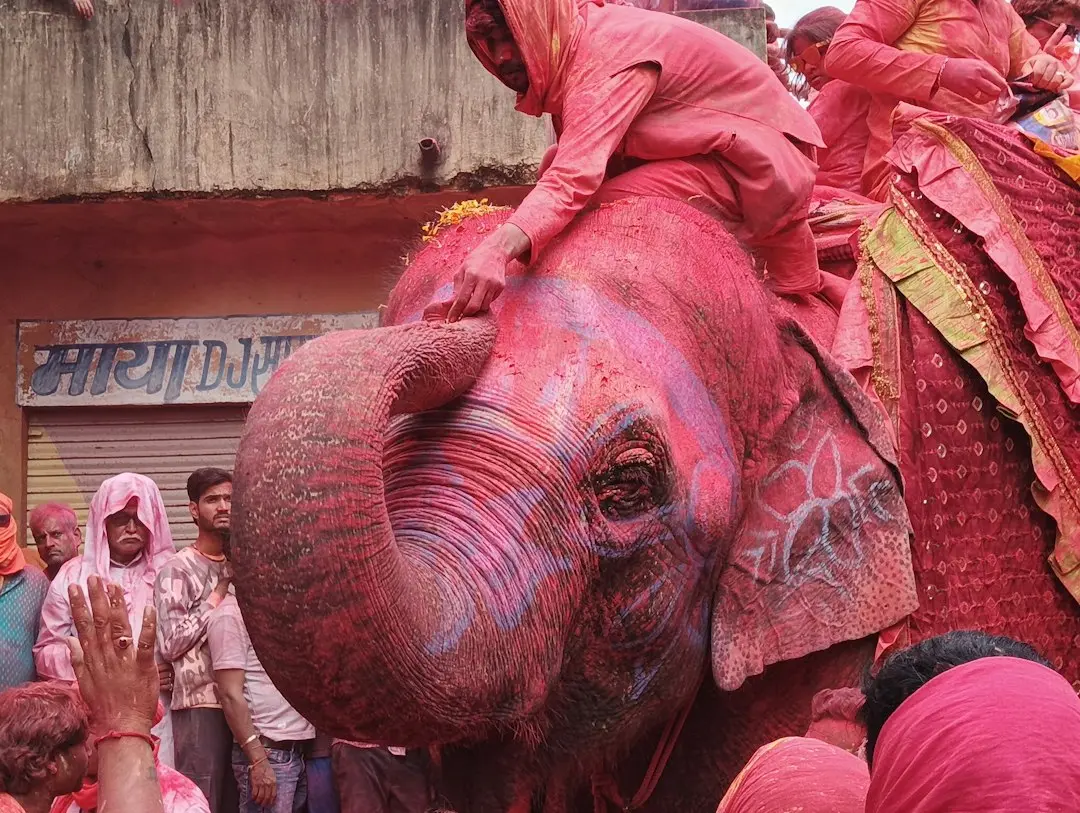 Pinkie the Pink Elephant Stands Tall in Wisconsin
