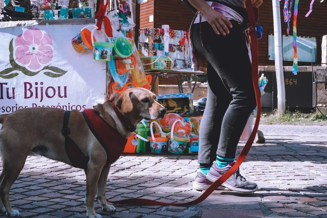 Žorik: Tallinn’s Beloved Street Dog Who Became a City Icon